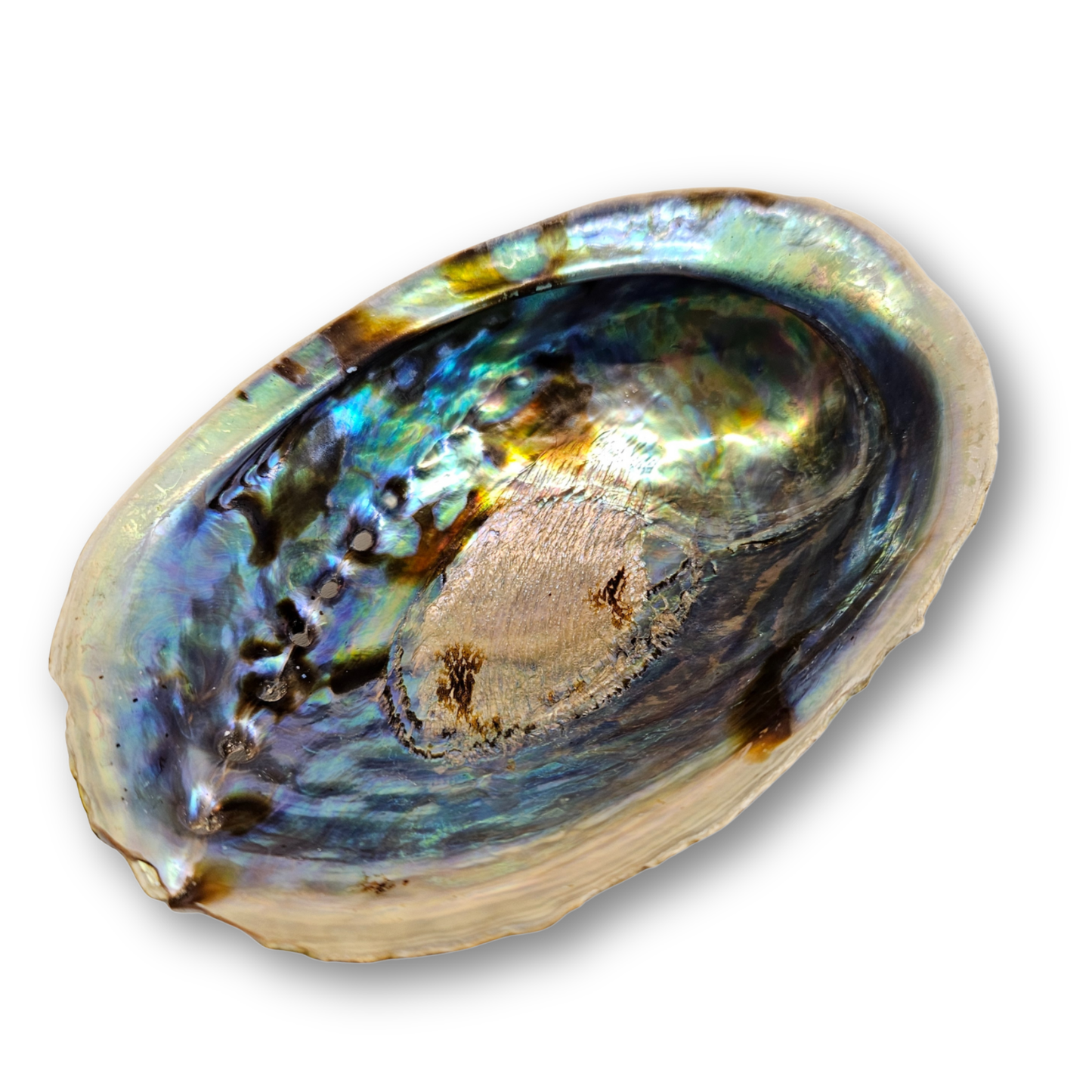 Rainbow Abalone Räucherschale – Haliotis Iris mit intensivem Perlmutt