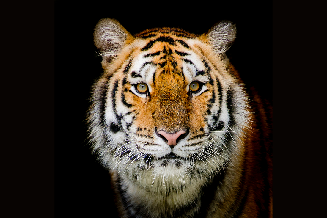 Tiger mit intensivem Blick, Symbol für ungezähmte Liebe, Stärke und den Mut, wahrhaftig zu leben.