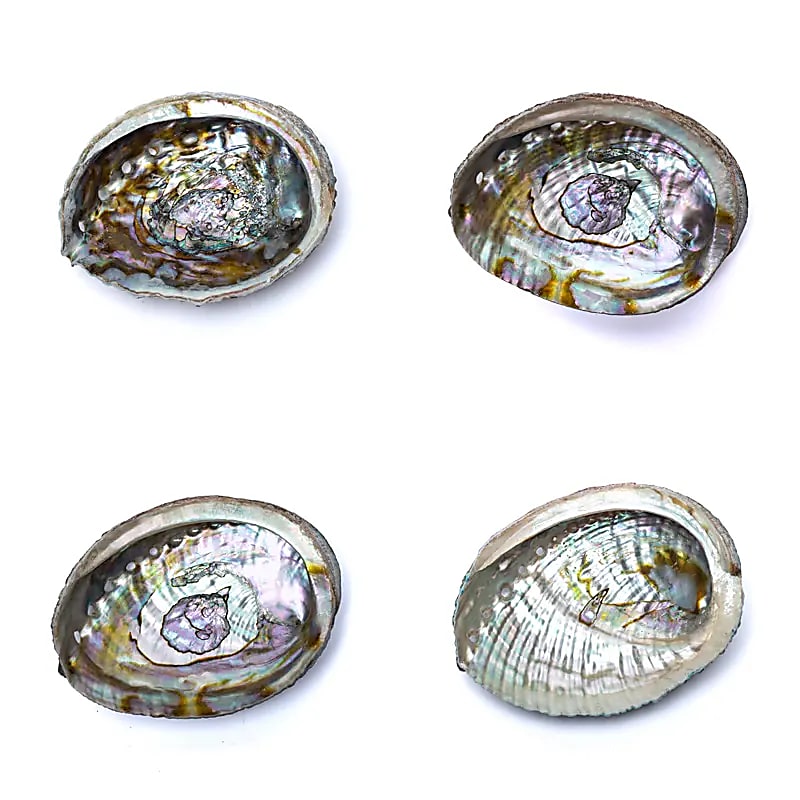 Grüne Abalone Muscheln – unterschiedliche Perlmuttstrukturen, jede Räucherschale ein Naturunikat