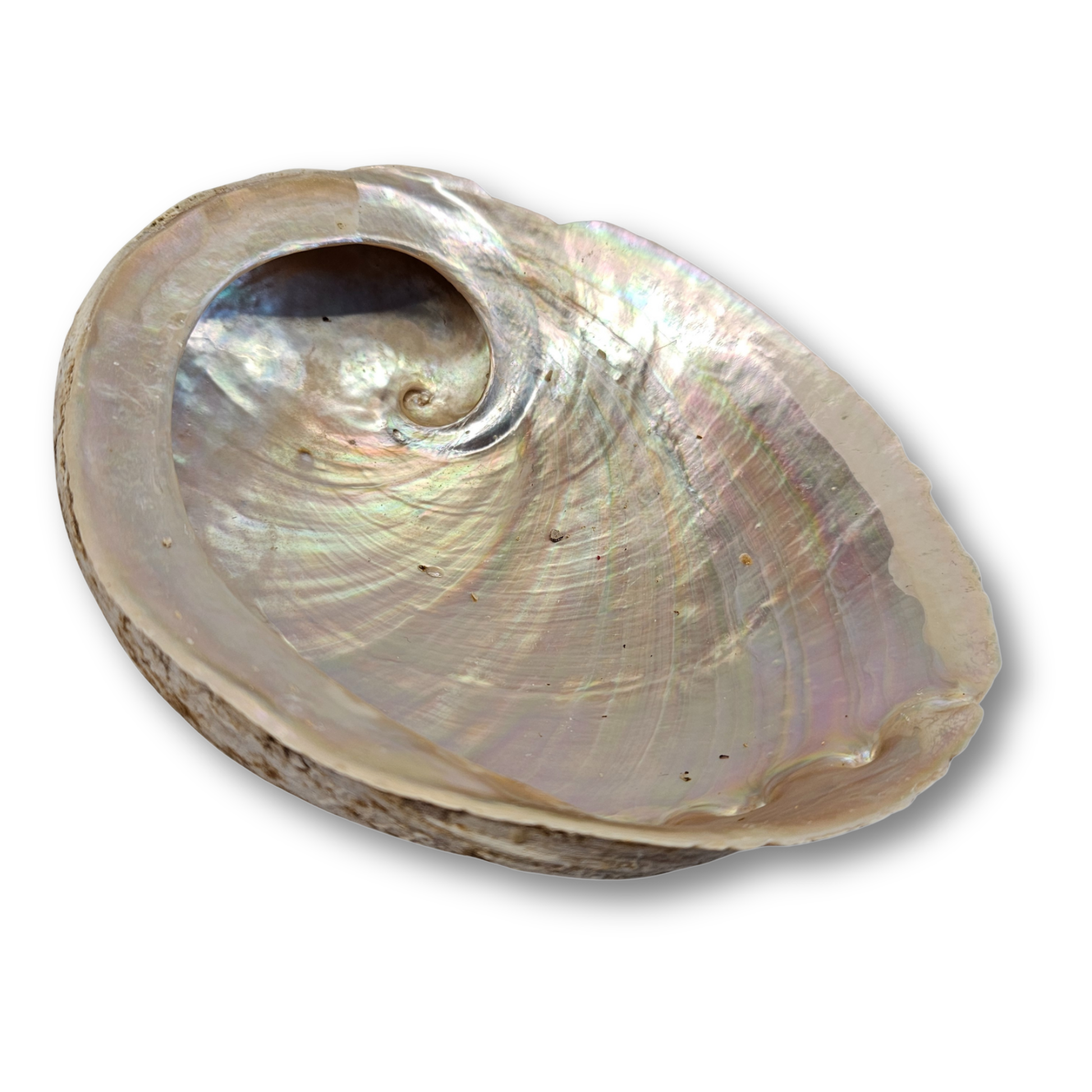 Abalone Muschel mit spiralförmiger Perlmuttstruktur – spirituelle Räucherschale für Rituale und Energiearbeit