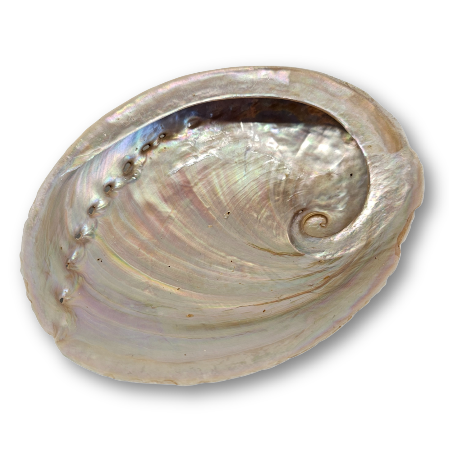 Große Abalone Räucherschale mit Perlmutt – natürliche Schale für Reinigungsrituale und Räucherzeremonien