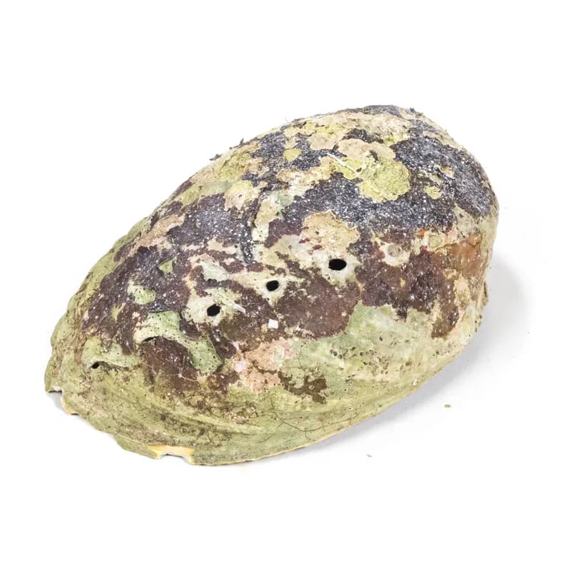 Nachhaltig geerntete Paua Abalone – rohe Außenseite der Regenbogenmuschel