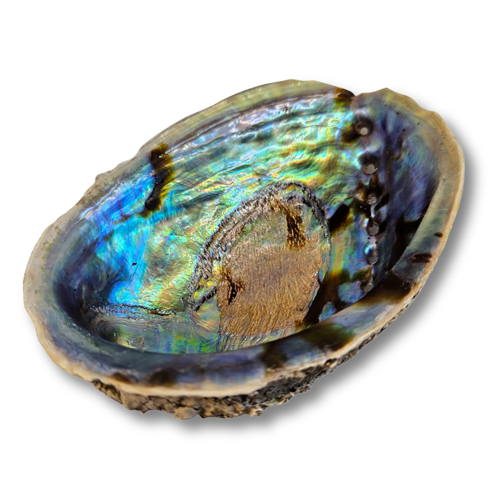 Regenbogen Abalone Paua Muschel – schimmerndes blau-grünes Perlmutt als Räucherschale