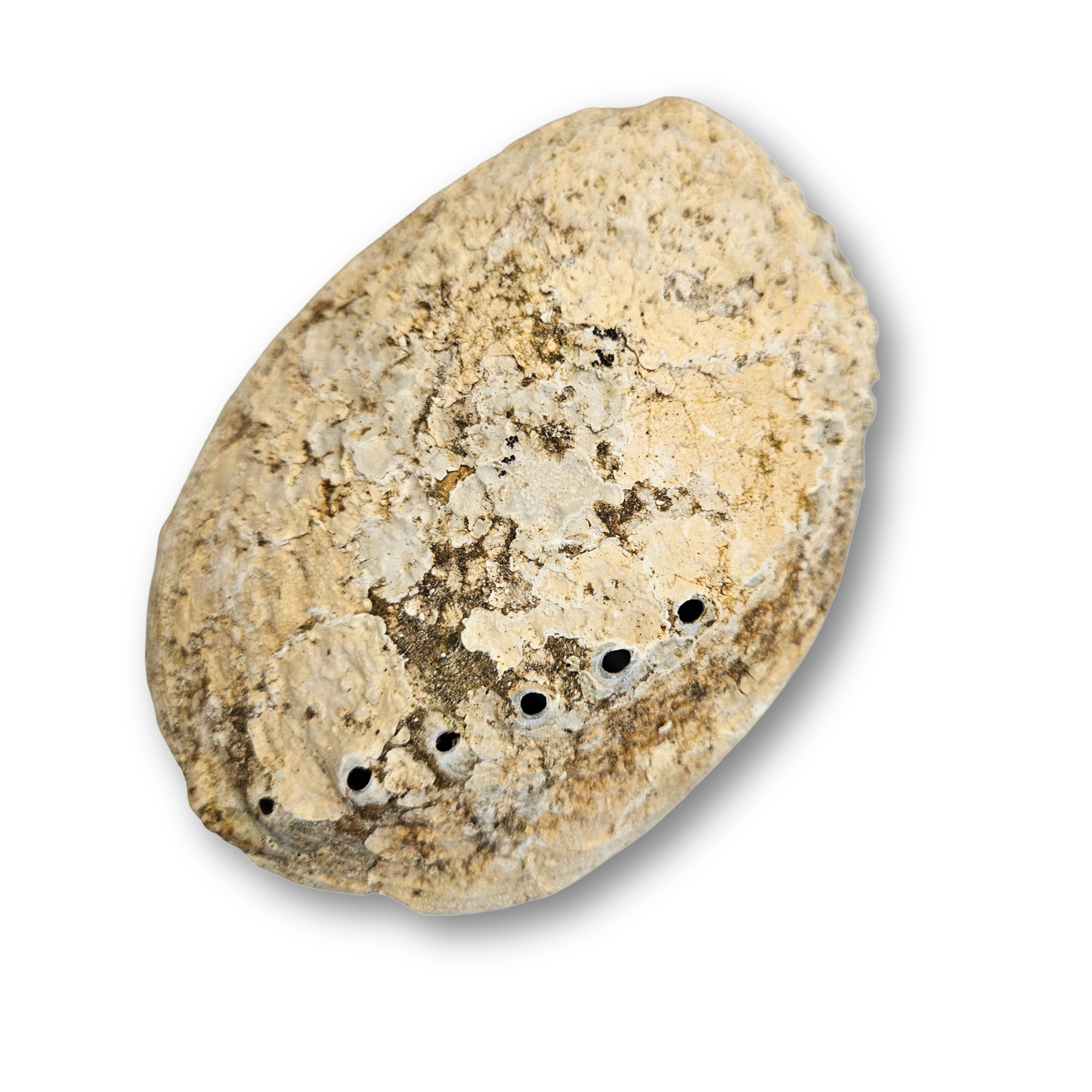 Paua Abalone Muschel Rückseite – natürliche Struktur mit Luftlöchern zum Räuchern