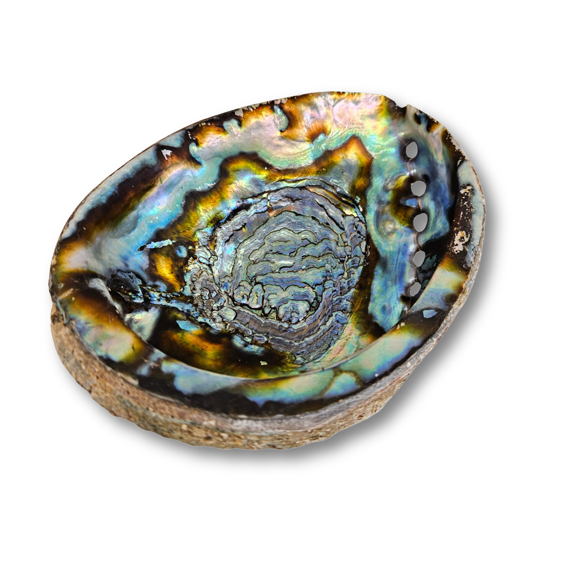 Haliotis Fulgens Abalone – schimmernde Innenseite mit Luftlöchern zum Räuchern