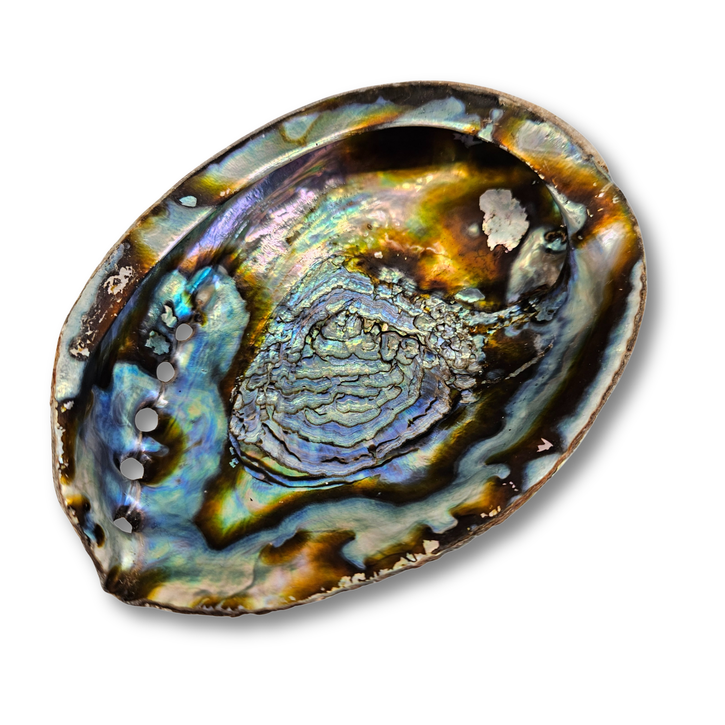 Abalone Räucherschale mit intensivem Perlmutt – natürliche Smudge Muschel für Rituale