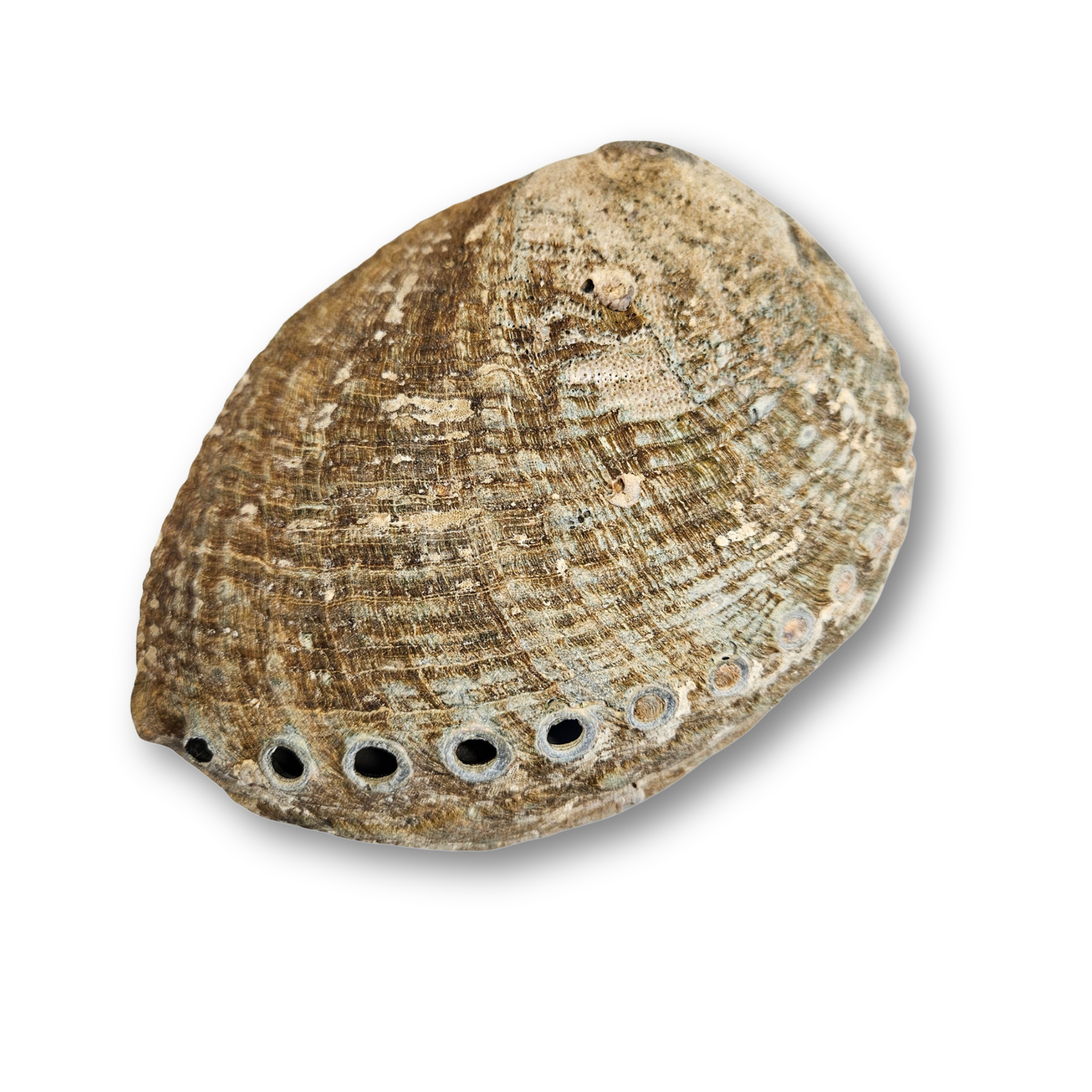 Grüne Abalone Rückseite – rotbraune Außenschale mit natürlicher Struktur und Luftöffnungen